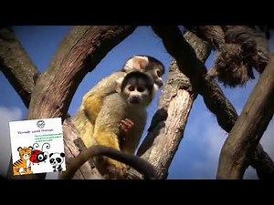 Remade World Animals Sneak Peek