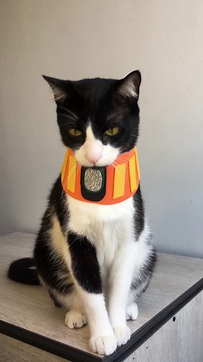 No tengo pelitos de oro🎶 | apolocatv