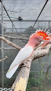 Nature’s Masterpiece - The Major Mitchell’s Cockatoo. This is a wonderful species to keep in aviculture. While their numbers are quickly shrinking in the wild, captive breeding is at its peak with this incredible species.What’s important if you get a pair in your aviaries? 🔥 Start with young birds: Often, older males are offered on the market. These may have a long history of harming their females. This species can become quite aggressive if kept incorrectly or fed an improper diet. 🔥 Build st