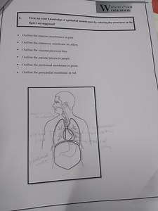 WBVOTT-1ST SEMORKBOOKFirm up your knowledge of epithelial me... | Filo