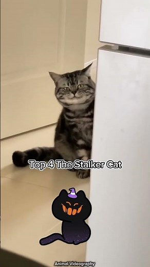 Top 5 Creepy Cats #ytshorts #viralvideo #viral #cats #creepy