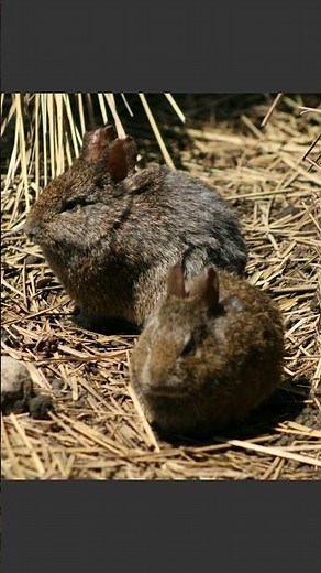The world's rarest rabbit lives in a volcano