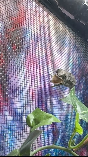 2 month old chameleon eats cricket