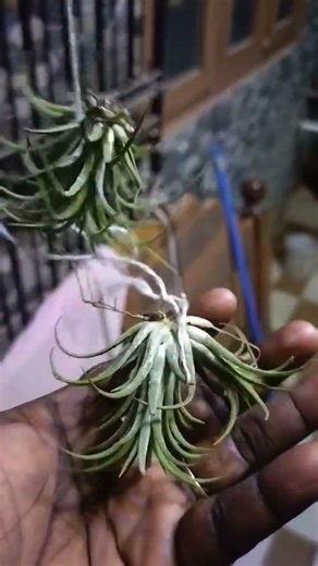 Transforming a Seashell into a Beautiful Air Plant Holder 🌿 | DIY Wire Design