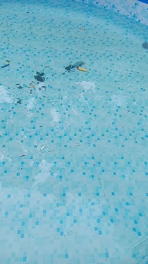 Cómo limpiar tu piscina con cobre y secretos del cuidado