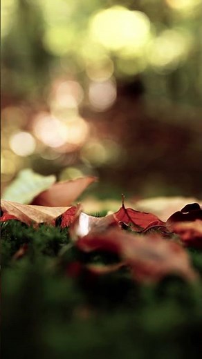 Falling orange leaves in a quiet forest 🍂🌲