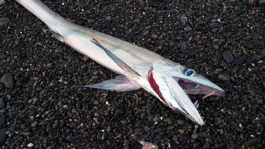 ネットで話題の動画 (@baypinar35) on X