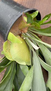 21K views · 148 reactions | What are AnTs doing in my plants ??? Unfortunately, this can happen often down in Florida when the ground is very saturated. Ants are looking for dry ground and my plants are like a resort destination! I believe they had a nest in the soil, and this is what I do to rid my plants of ants! #groovygrowing #plants #houseplants #airplants #swfloridaplants #swflplants #plantshop #mobileplantshop #plantboutique | Groovy Growing | Facebook