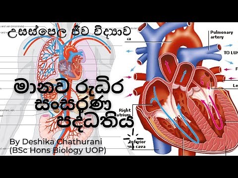 මානව රුධිර සංසරණ පද්ධතිය AL biology lessons in sinhala - 2021/2022 live stream biology unit 5