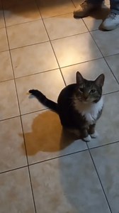 My cat can say “mama”👀#usa🇺🇸 #cat #funnyvideos #pet #cats #funny #cat... | Pets Planet