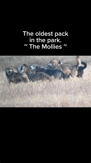 Photography by Julie Argyle on Instagram: "Starting your Sunday with a family of wolves. Living, loving, and howling. Howl for Life…"