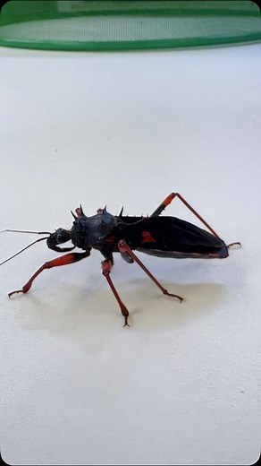 ⚡ PIQÛRE REDOUTABLE 😱🪲 La punaise assassine porte bien son nom 😳🪲 👉 Avec sa piqûre redoutable, elle neutralise ses proies en un instant… Philippe t’explique pourquoi cet insecte fascine autant ! 🎬 Extrait de notre vidéo : « CES ANIMAUX EXISTENT VRAIMENT : Découvrez nos plus beaux insectes… et pas que ! » 💬 Tu connaissais cet insecte et sa piqûre impressionnante ? 🔁 Partage à un(e) ami(e) qui déteste les insectes 😅 🔖 Sauvegarde pour la revoir plus tard #punaiseassassine #insectes #natur