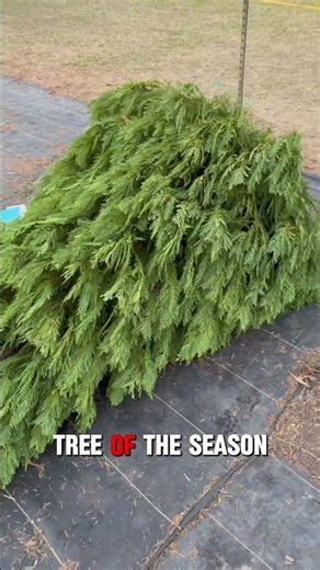 What shape is that tree?!? #christmastrees #funny #trees #farm