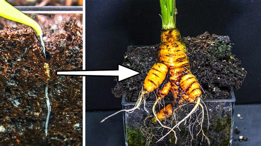 Carrot growing time lapse - seed to harvest (80 days)