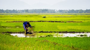 Le riz et L’Insécurité Alimentaire En Haïti - Haiti Economie
