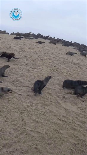 1.2M views · 37K reactions | Quick and Easy Seal Rescue Not every seal rescue ends in a deep wound or a painful struggle; sometimes we get lucky. This young seal was spotted with a box strap still loose enough to remove safely. Within seconds, rescuers Jason and Antoine had him out, freed, and back in the colony. #ocn #oceanconservation #sealrescues #plasticpollution #raisingawareness | Ocean Conservation Namibia | Facebook