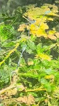 Dragonflies in pairs: mating and egg-laying