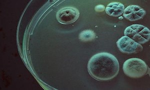 Afflicted - Where to Watch and Stream Online – Entertainment.ie