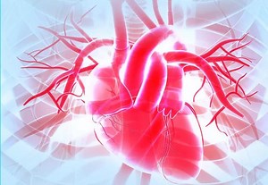 Fun Facts About Your Heart