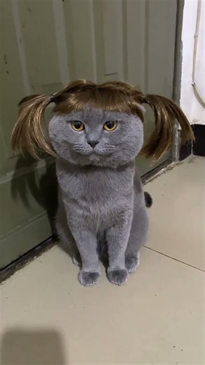 Dog & Cat Lovers #cat#funnyvideos #fyp#puppy