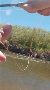 Lower Owens River Brown Trout