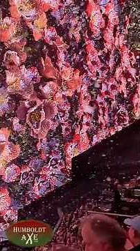 The Sphere’s 4D Flower Scene Will Leave You Speechless 🌸 | Wizard of Oz Experience