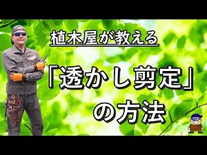 The basics of "openwork pruning" - how to cut natural pruning