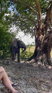Elephants, just like humans, have unique personalities. Some are more social, while others enjoy moments of solitude. These peaceful breaks are important for our baby orphan elephants as they help them recharge and feel secure in their environment. Observing their behaviors gives us valuable insight into their emotional well-being and growth and we welcome partners to study and learn alongside us! Learn more at www.elephanthavens.org | Elephant Havens Wildlife Foundation