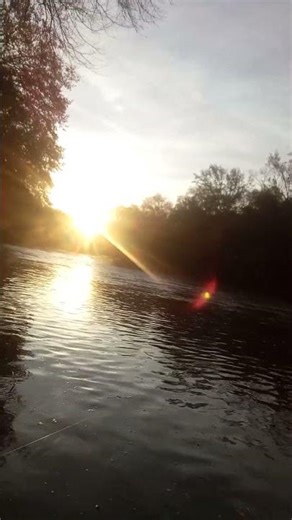 raccoon growling across the river