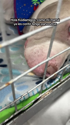 Nuestro camino contra el parvovirus en perros