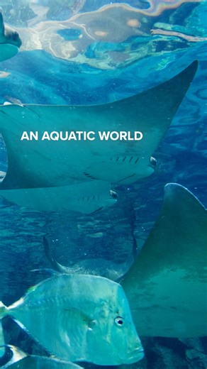 1.1K views · 26 reactions | Save 40% during our Spring Flash sale. Swim with dolphins and escape to an all-inclusive paradise. Hurry, offer ends Mar. 30! | Discovery Cove | Facebook