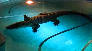 68K views · 1.8K reactions | Weird things people found in their backyard | Top 10s | Facebook