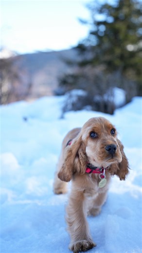 Astérix on Instagram: "Mentalité Kaizen 💪🏼 #cocker #puppy #dog #funny #dogsofinstagram"