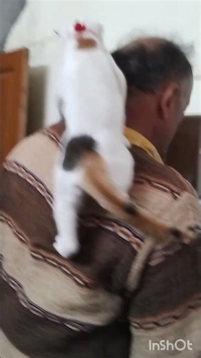 #comedy #cat #animallovers #love #catlovers