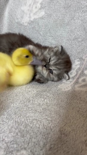 57K views · 1.4K reactions | So cute #reelsviralfb #reelsfb #shortsviral #foryoupage #reelsofinstagram #cat #cats #catlover #kitten #kitty #fyp #foryou #cuteness #cutenessoverloaded #adorable #virals #ducklings #ducks #trendingreels | Hello Skitty | Facebook