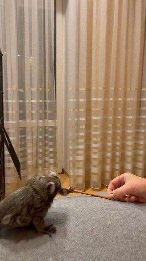  Adorable Baby Monkeys Available for Home Adoption!  Looking for a...