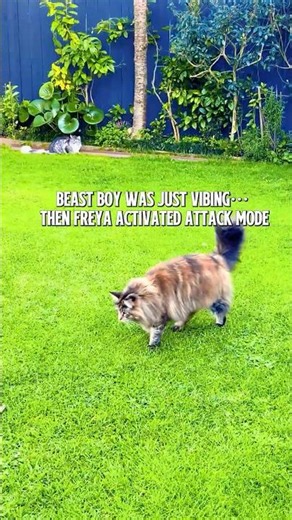 Beast Boy Was Vibing… Then Freya Attacked! 😹 #cat #funny #shorts