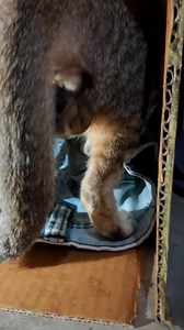 Mumma cat delivered her first baby #cute #cat #kitten #catdelivery | Andaman Baby