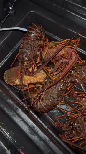 Hoop netting for lobster