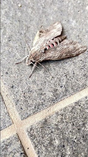 [A moth I've never seen before] The Peanuts #moth #ThePeanuts