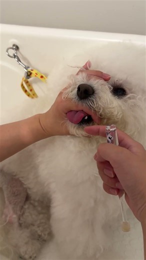 犬の歯の内側、磨けてる？トリマーが教える歯磨きのコツ #犬の歯磨き #犬のお手入れ#トリマー #shorts