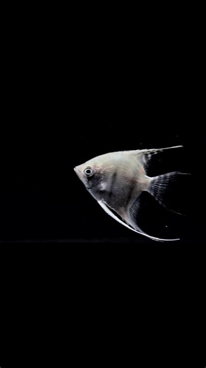 Angelfish Facts & Care Guide 🐠 (Learn Before Buying!)