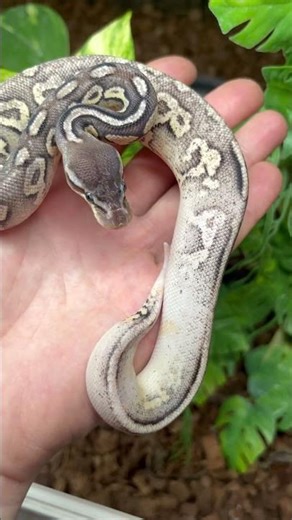 SANDBLAST ball python morph ! New genetic !