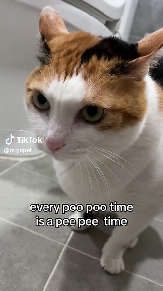 Every poo poo time is … #catsoftiktok #everypoopootimeispeepeetime