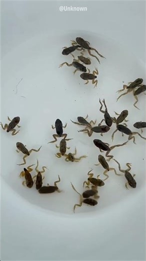 Baby frog from eggs #shorts #vairalshort