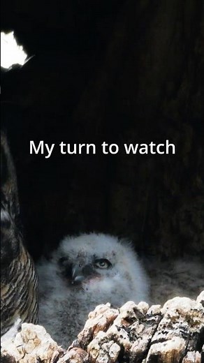 Mom needs a break, baby owl delivers #relatable #owlfamily #funny