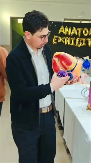 Exploring Anatomy Exhibitions: A Visual Journey