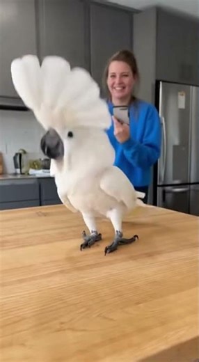 Dancing Parrot Shows Off Epic Moves