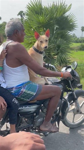 Dog riding with family!