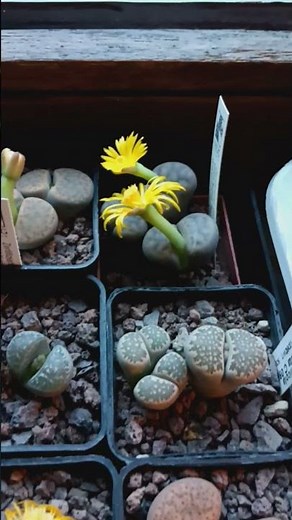 Lithops.